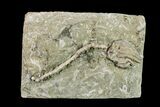 Fossil Crinoid (Dizygocrinus) - Missouri #157191-1